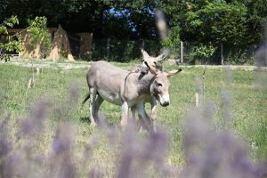 Frisør Ego | Vi vælger Organic Way - Derfor skal du vælge os